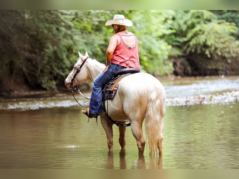 American Quarter Horse Mare 7 years 15 hh Cremello in Mt Hope AL