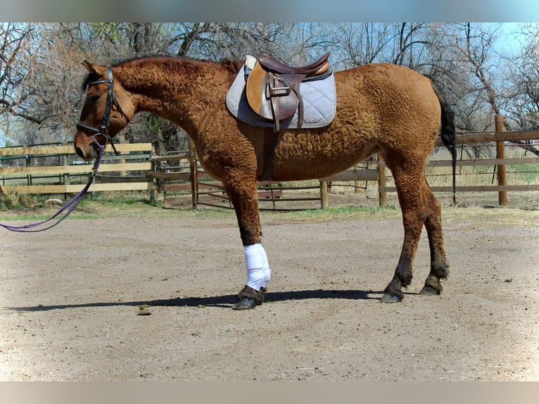 American Quarter Horse Mare 7 years 15 hh Dun in Fort Collins CO