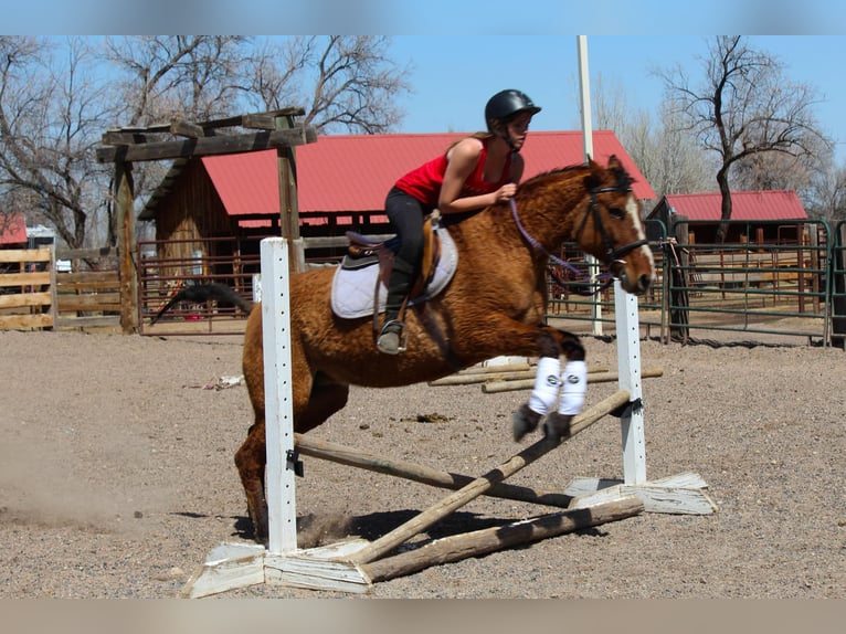 American Quarter Horse Mare 7 years 15 hh Dun in Fort Collins CO