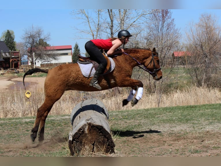 American Quarter Horse Mare 7 years 15 hh Dun in Fort Collins CO