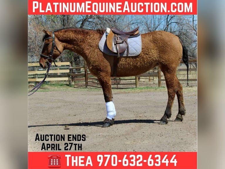 American Quarter Horse Mare 7 years 15 hh Dun in Fort Collins CO