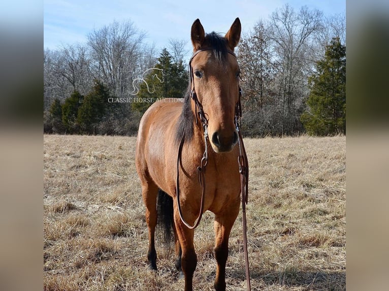 American Quarter Horse Mare 7 years 15 hh Dun in Park Hills, MO