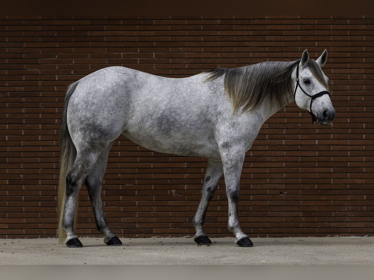American Quarter Horse Mare 7 years 15 hh Grey in Victoria