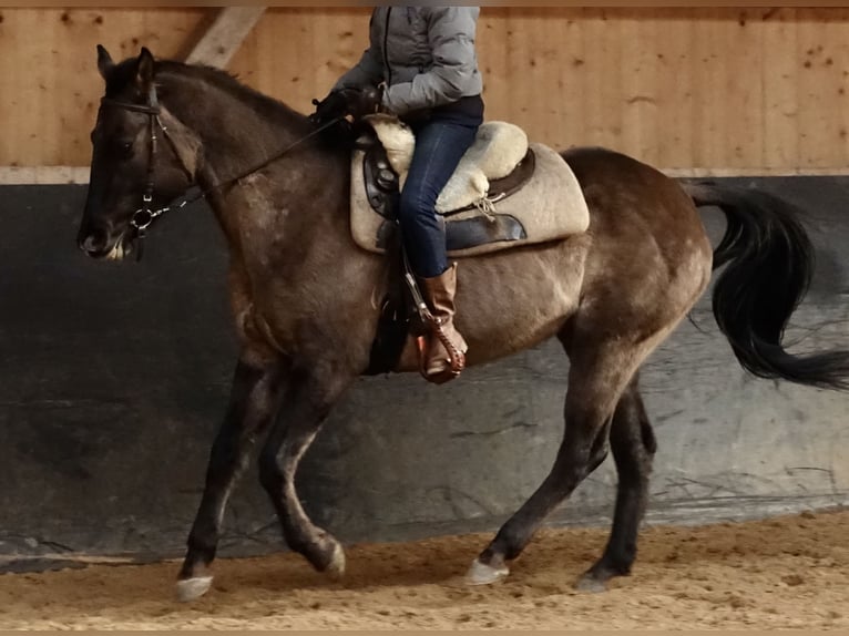 American Quarter Horse Mare 7 years 15 hh Grullo in Weißenhorn