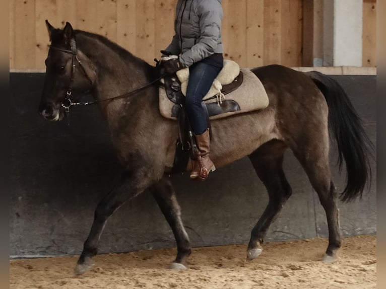 American Quarter Horse Mare 7 years 15 hh Grullo in Weißenhorn