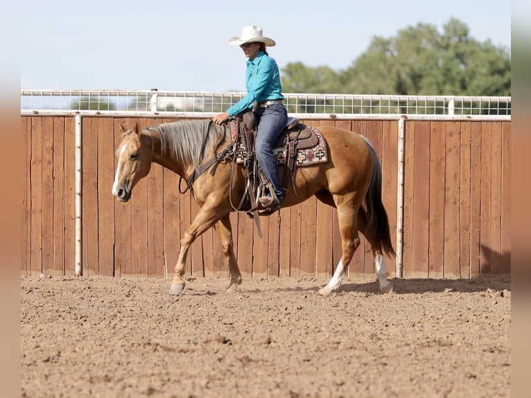 American Quarter Horse Mare 7 years 15 hh Palomino in Belen