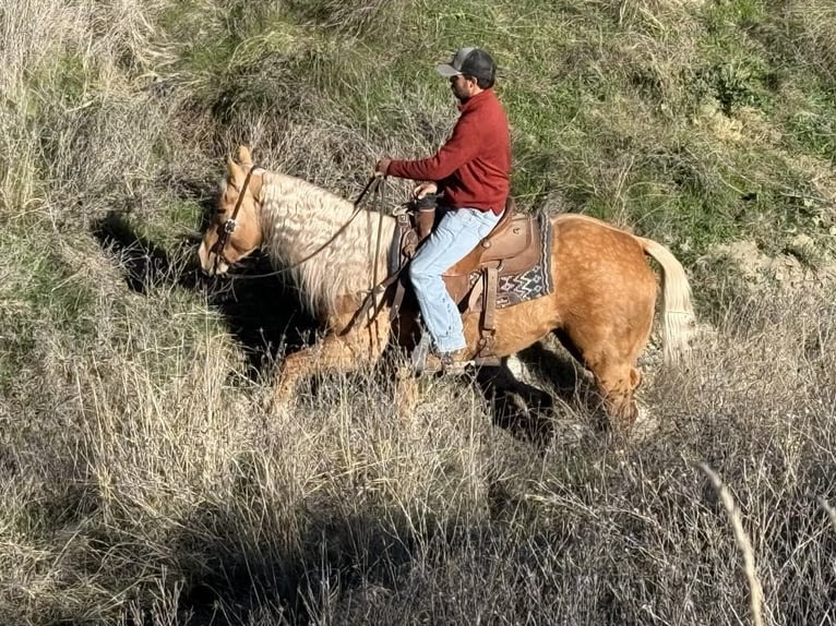 American Quarter Horse Mare 7 years 15 hh Palomino in PAICINES, CA