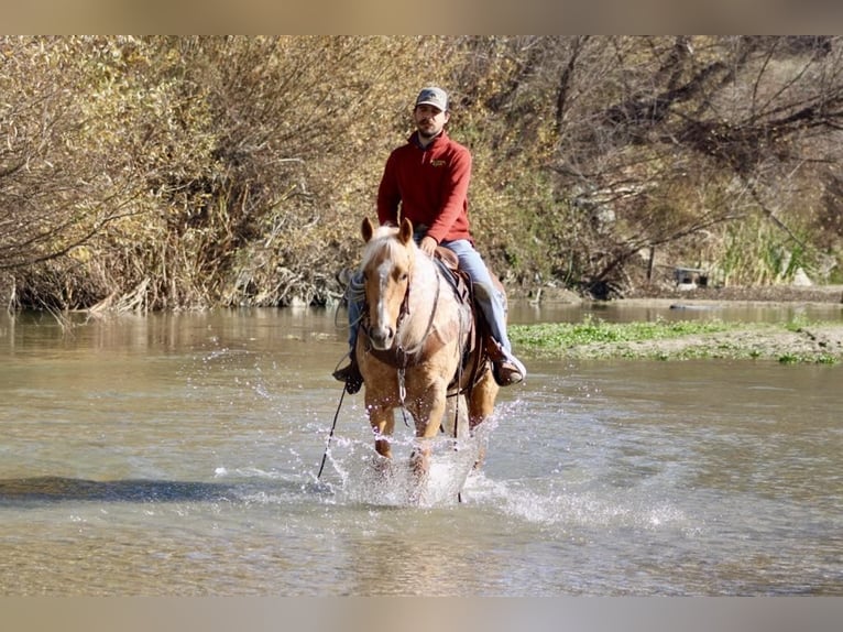 American Quarter Horse Mare 7 years 15 hh Palomino in PAICINES, CA