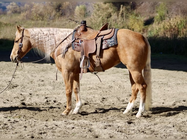 American Quarter Horse Mare 7 years 15 hh Palomino in PAICINES, CA