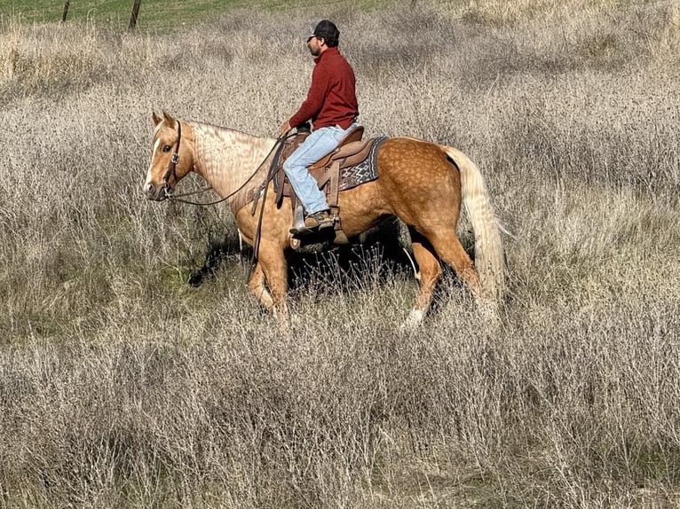 American Quarter Horse Mare 7 years 15 hh Palomino in PAICINES, CA