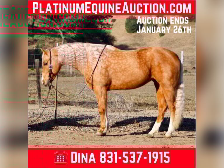 American Quarter Horse Mare 7 years 15 hh Palomino in PAICINES, CA
