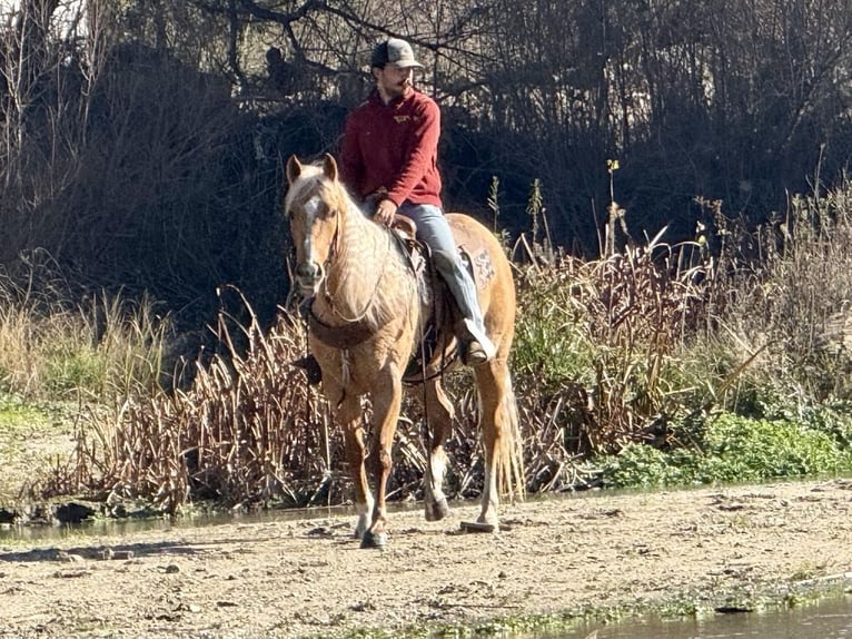 American Quarter Horse Mare 7 years 15 hh Palomino in PAICINES, CA
