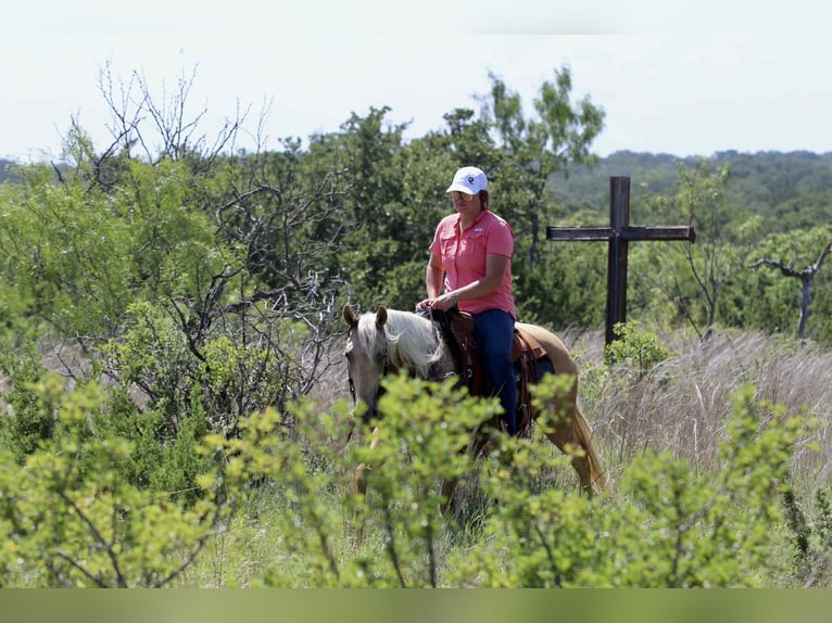 American Quarter Horse Mare 7 years 15 hh Palomino in Lipan TX