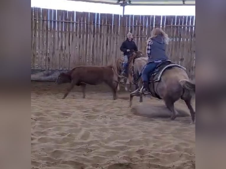 American Quarter Horse Mare 7 years 15 hh Roan-Red in Buchloe