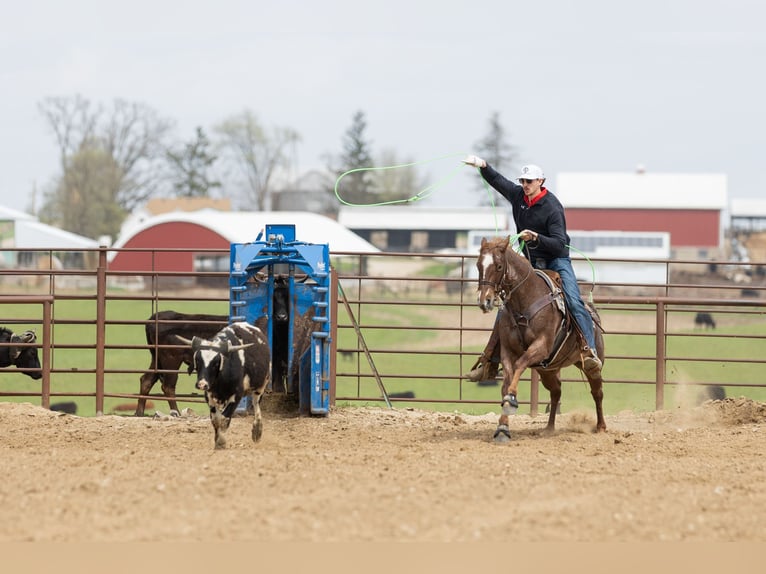 American Quarter Horse Mare 7 years 15 hh Roan-Red in Decorah
