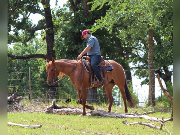 American Quarter Horse Mare 7 years 15 hh Sorrel in Whitesboro