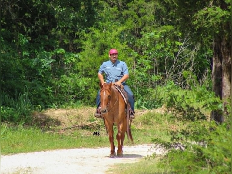 American Quarter Horse Mare 7 years 15 hh Sorrel in Whitesboro