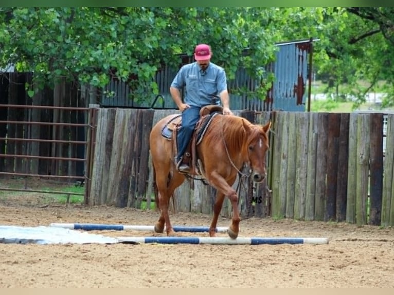 American Quarter Horse Mare 7 years 15 hh Sorrel in Whitesboro
