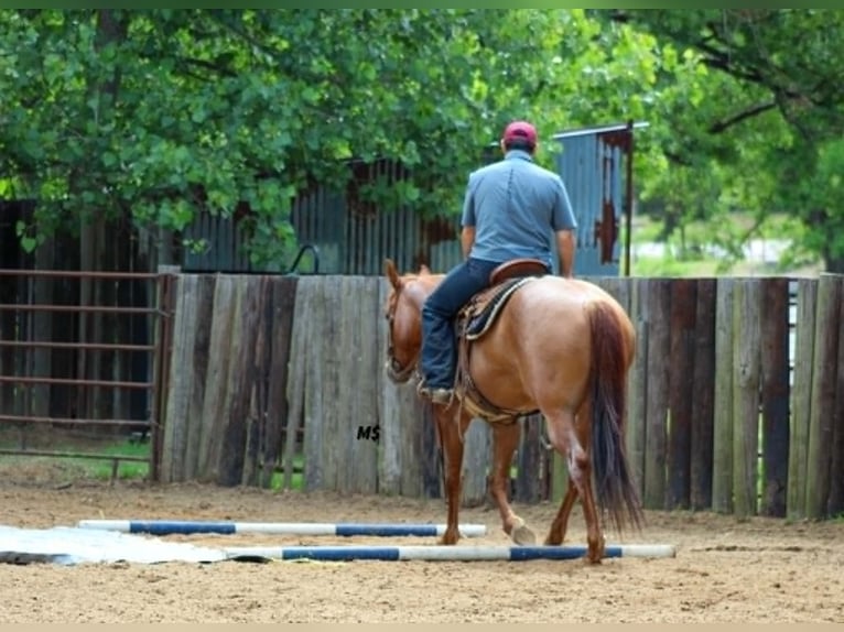 American Quarter Horse Mare 7 years 15 hh Sorrel in Whitesboro