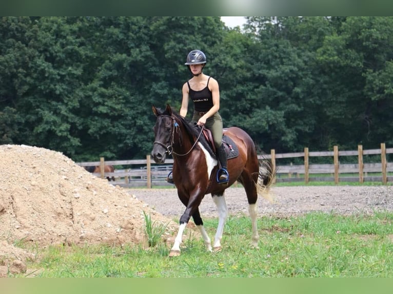 American Quarter Horse Mare 7 years 15 hh Tobiano-all-colors in Howell MI