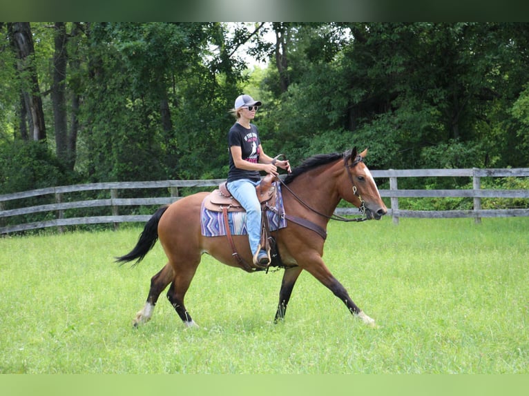 American Quarter Horse Mare 7 years 15,1 hh Bay in Highland Mi