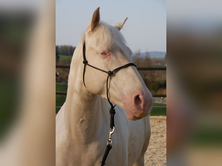 American Quarter Horse Mare 7 years 15,1 hh Cremello in Tuttlingen