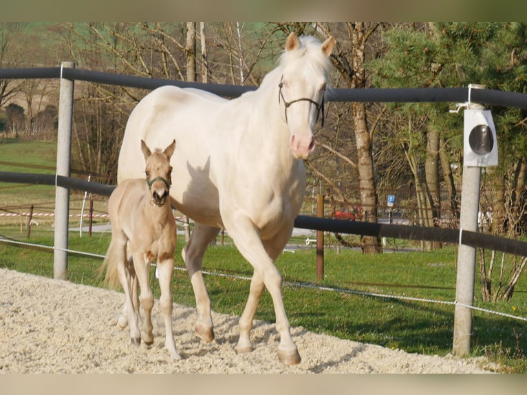 American Quarter Horse Mare 7 years 15,1 hh Cremello in Tuttlingen