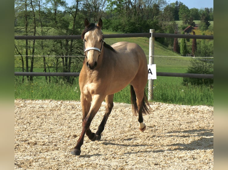 American Quarter Horse Mare 7 years 15,1 hh Cremello in Tuttlingen