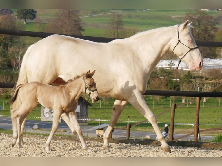 American Quarter Horse Mare 7 years 15,1 hh Cremello in Tuttlingen