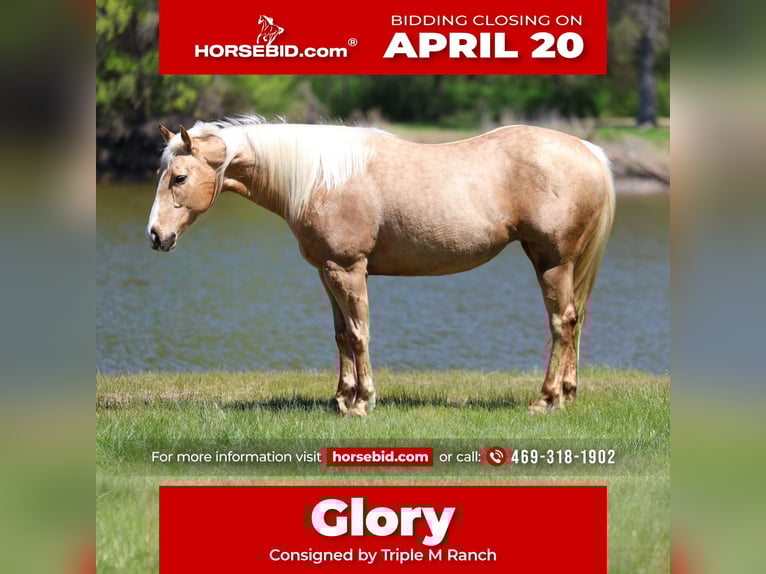 American Quarter Horse Mare 7 years 15,1 hh Palomino in Terrell