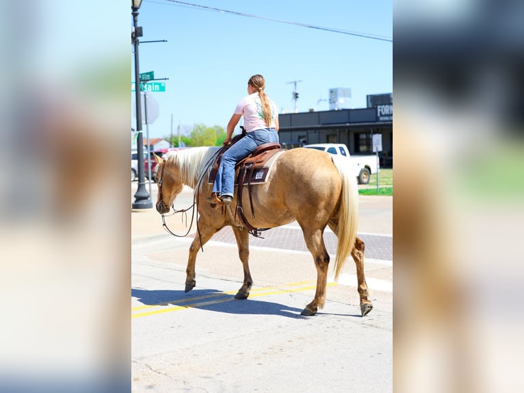 American Quarter Horse Mare 7 years 15,1 hh Palomino in Terrell
