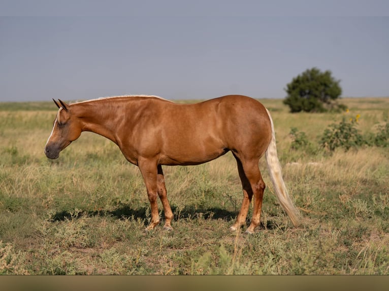 American Quarter Horse Mare 7 years 15,1 hh Palomino in Canyon, TX