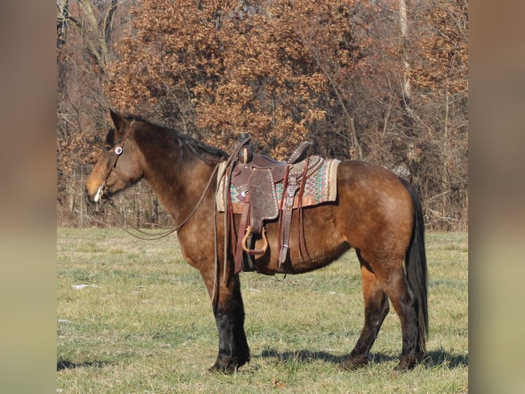 American Quarter Horse Mix Mare 7 years 15,2 hh Buckskin in Charleston