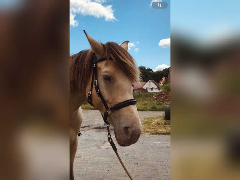 American Quarter Horse Mix Mare 7 years 15,2 hh Champagne in Oberndorf American Quarter Horse Mix Mare 7 years 15,2 hh Champagne in Oberndorf