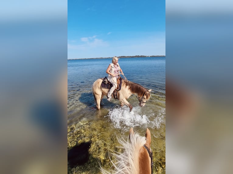 American Quarter Horse Mix Mare 7 years 15,2 hh Champagne in Oberndorf American Quarter Horse Mix Mare 7 years 15,2 hh Champagne in Oberndorf