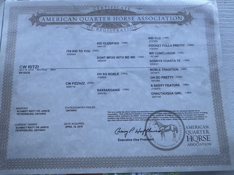 American Quarter Horse Mare 7 years 15,2 hh Roan-Red in Citra