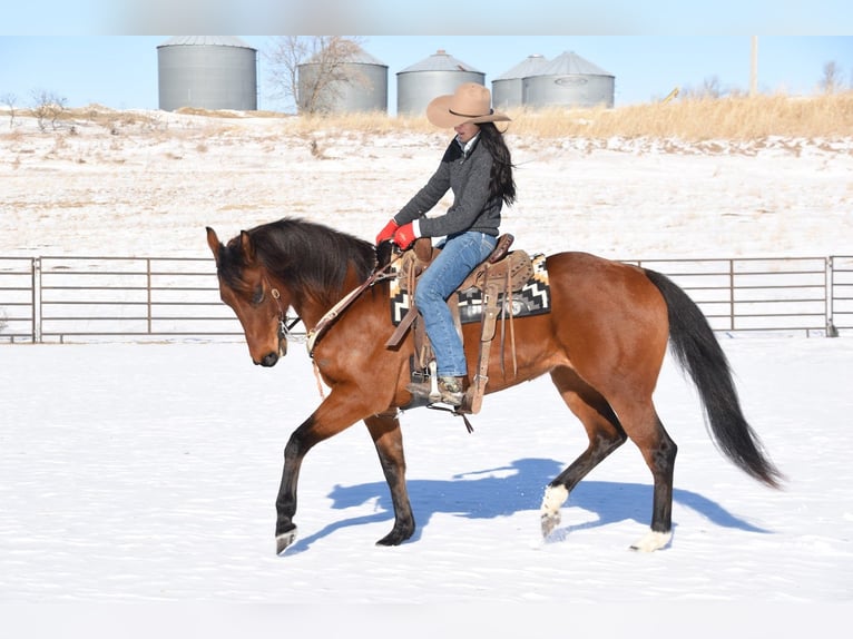 American Quarter Horse Mare 7 years 15,3 hh Bay in Glencoe
