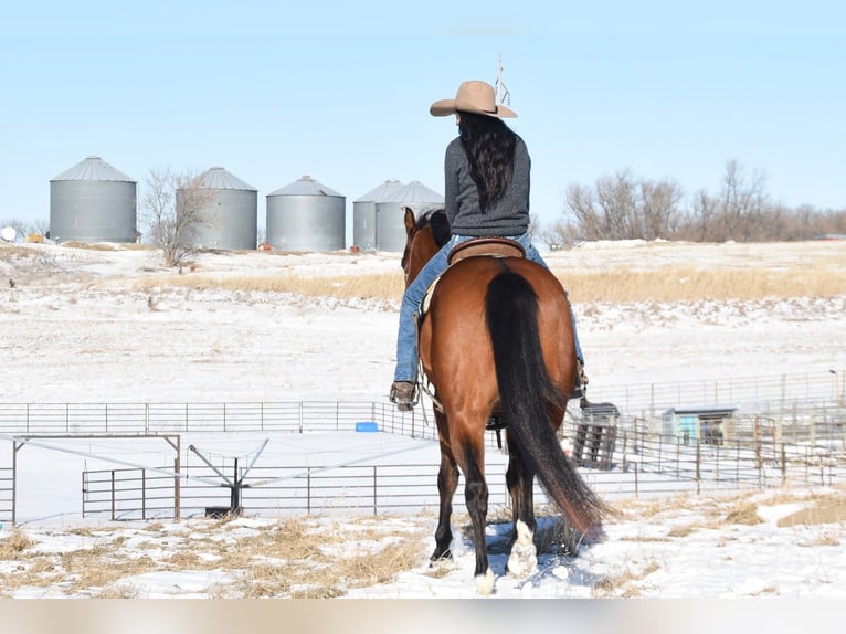 American Quarter Horse Mare 7 years 15,3 hh Bay in Glencoe