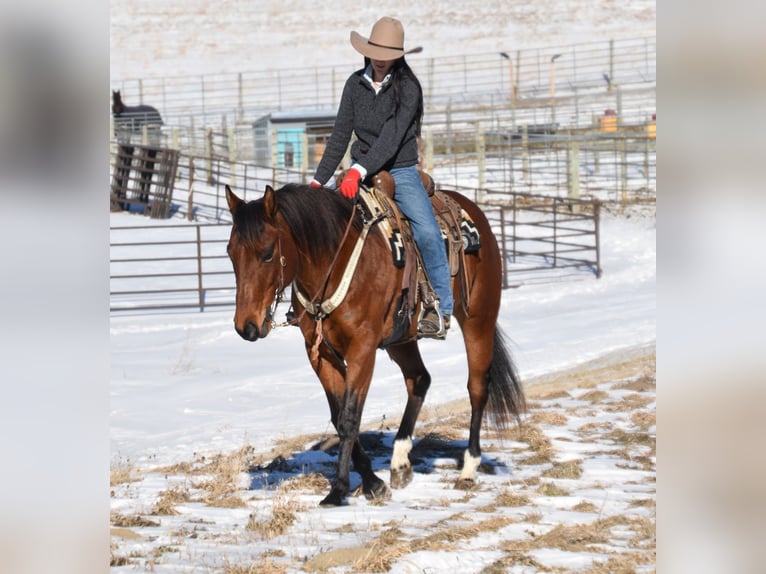 American Quarter Horse Mare 7 years 15,3 hh Bay in Glencoe