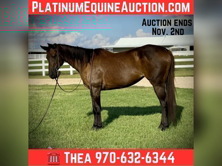 American Quarter Horse Mare 7 years 15,3 hh Black in Fort Collins CO