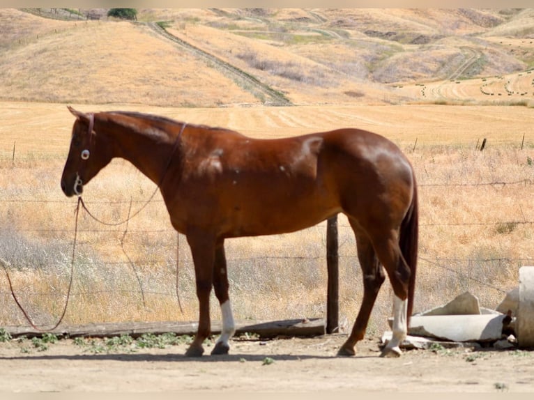 American Quarter Horse Mare 7 years 15,3 hh Chestnut in Bitterwater CA