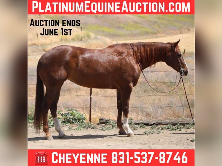 American Quarter Horse Mare 7 years 15,3 hh Chestnut in Bitterwater CA
