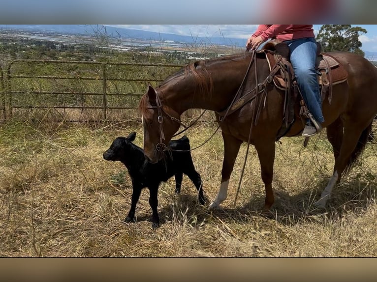 American Quarter Horse Mare 7 years 15,3 hh Chestnut in Bitterwater CA