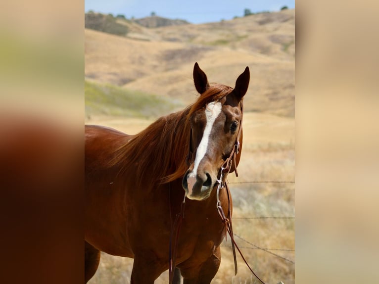 American Quarter Horse Mare 7 years 15,3 hh Chestnut in Bitterwater CA