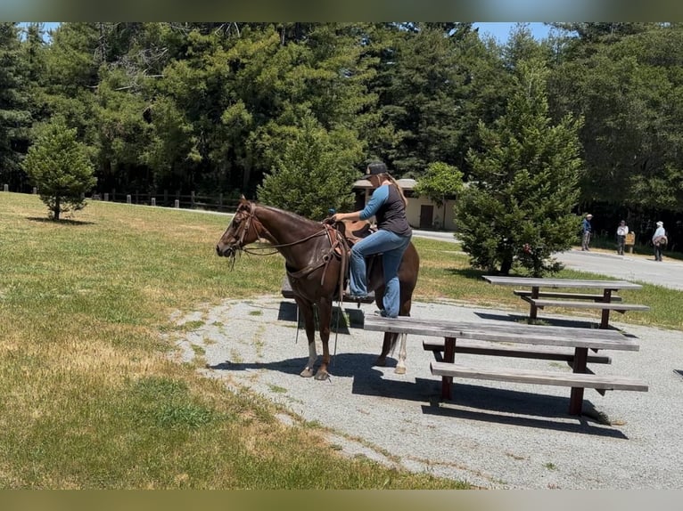 American Quarter Horse Mare 7 years 15,3 hh Chestnut in Bitterwater CA