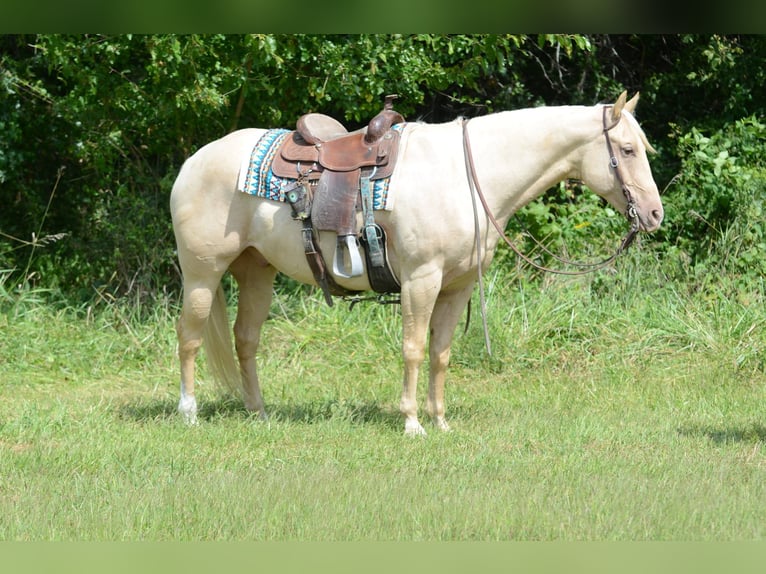 American Quarter Horse Mare 7 years 15,3 hh Palomino in Princeton MO