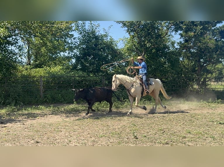 American Quarter Horse Mare 7 years 15,3 hh Palomino in Princeton MO