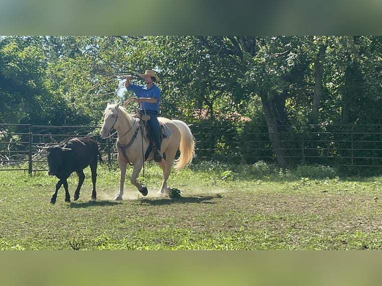 American Quarter Horse Mare 7 years 15,3 hh Palomino in Princeton MO