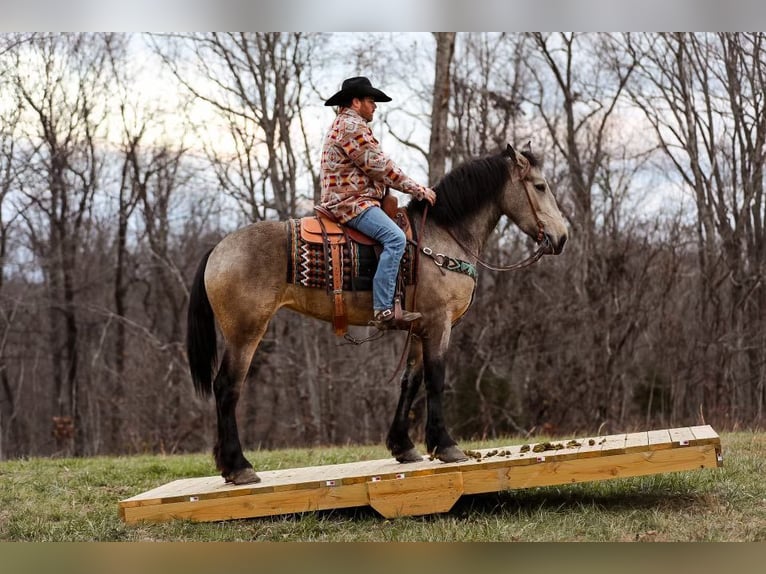 American Quarter Horse Mare 7 years 16,2 hh Buckskin in Santa Fe, TN