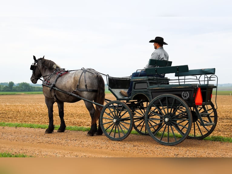 American Quarter Horse Mare 7 years 16,2 hh Roan-Blue in Windom, MN